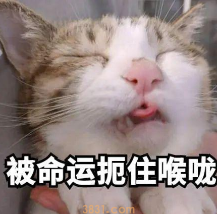 流浪猫凭本事找工作,在动物园表演杂技(图1)