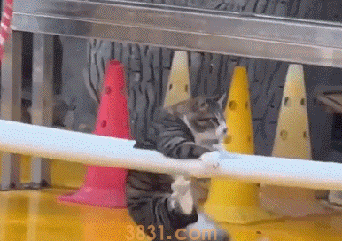 流浪猫凭本事找工作,在动物园表演杂技(图2)