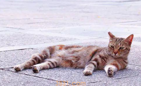 流浪猫凭本事找工作,在动物园表演杂技(图3)