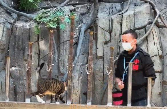 流浪猫凭本事找工作,在动物园表演杂技(图4)