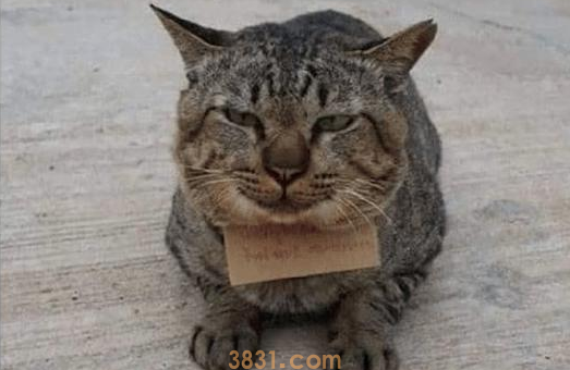 猫咪脖子上挂了个牌子,原来是吃了霸王餐(图1)