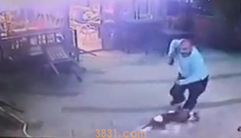 光头男带狗进店被凶悍猫咪暴揍,裤子都被扒下,究竟做错了什么?(图3)