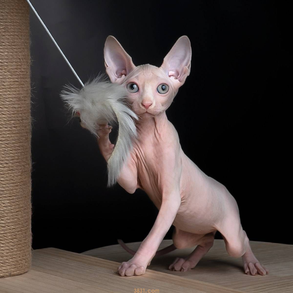 最通人性的6种猫,有你家的猫咪吗?(图2)