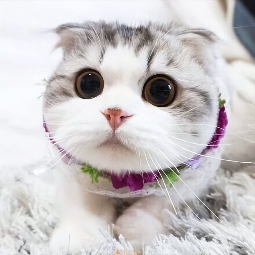 最通人性的6种猫,有你家的猫咪吗?(图1)