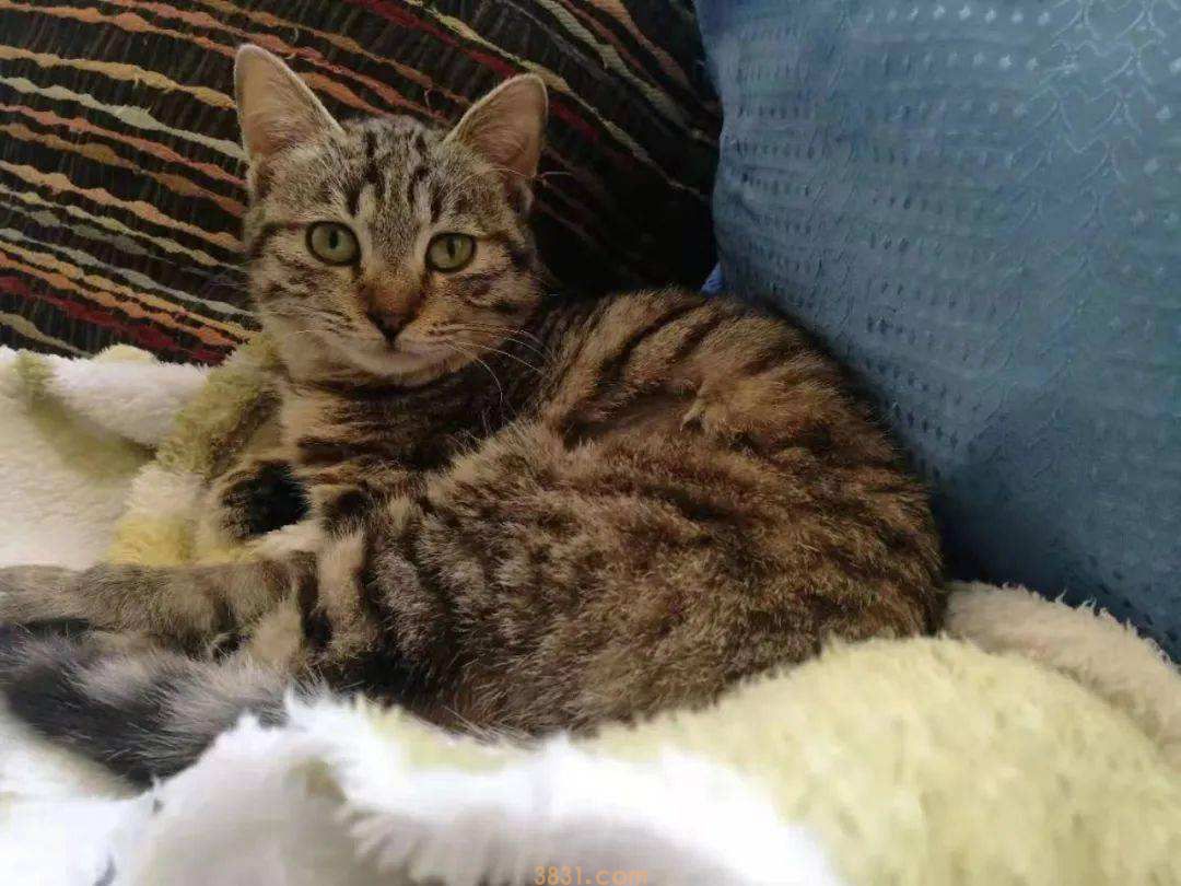 最通人性的6种猫,有你家的猫咪吗?(图3)