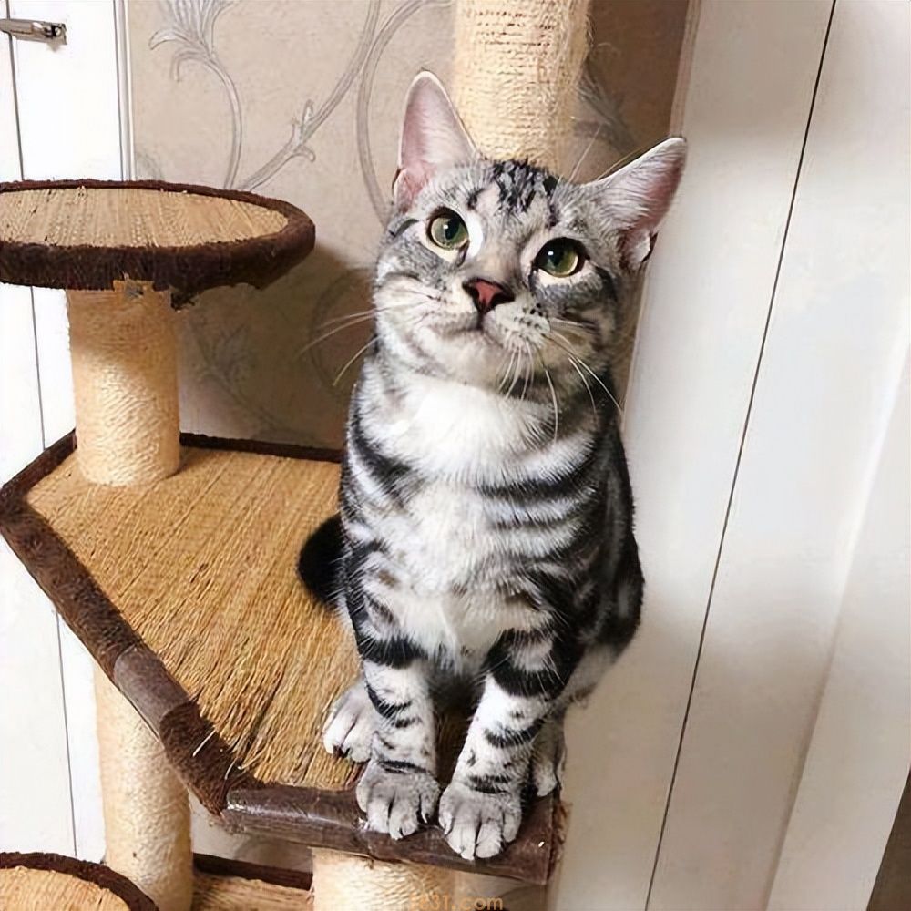 最通人性的6种猫,有你家的猫咪吗?(图4)