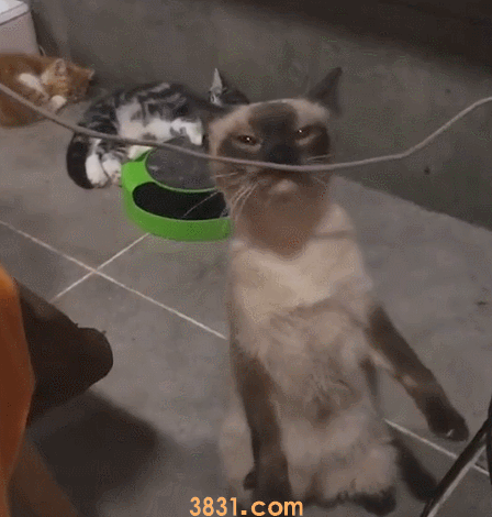 最通人性的6种猫,有你家的猫咪吗?(图5)