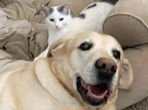 小猫被邻居遗弃,却被家中狗狗带回家(图1)