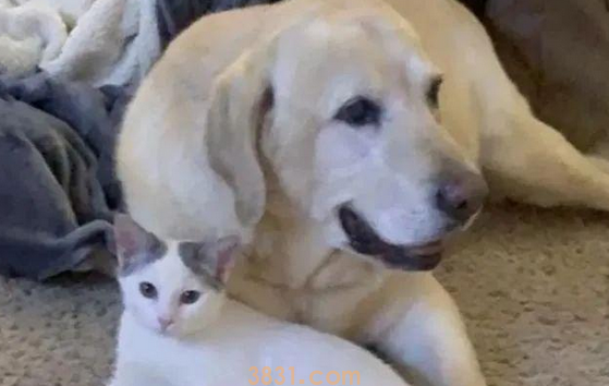 小猫被邻居遗弃,却被家中狗狗带回家(图2)