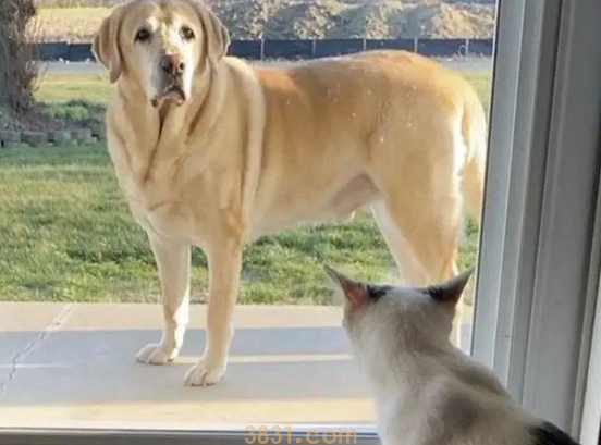 小猫被邻居遗弃,却被家中狗狗带回家(图3)