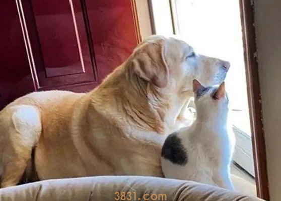 小猫被邻居遗弃,却被家中狗狗带回家(图4)