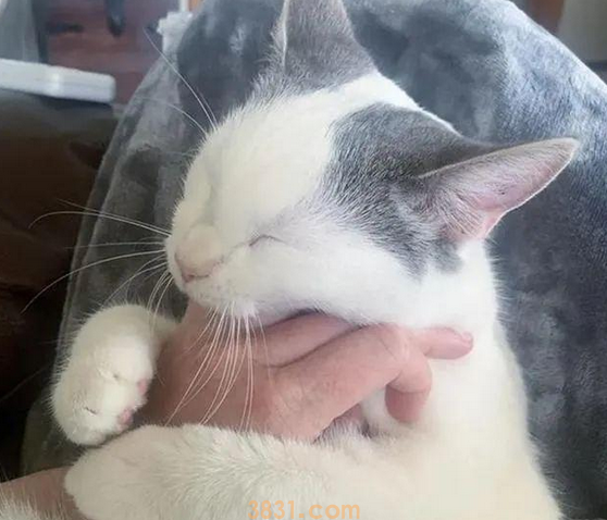 小猫被邻居遗弃,却被家中狗狗带回家(图5)