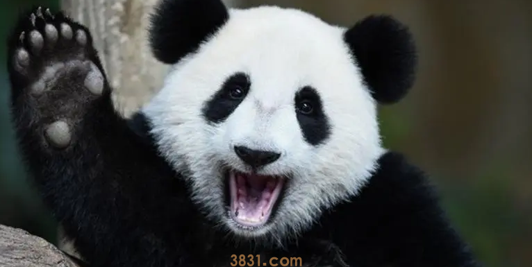 旅日大熊猫“香香”将回到中国,园长:希望找到好伴侣(图1)