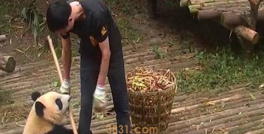 旅日大熊猫“香香”将回到中国,园长:希望找到好伴侣(图2)