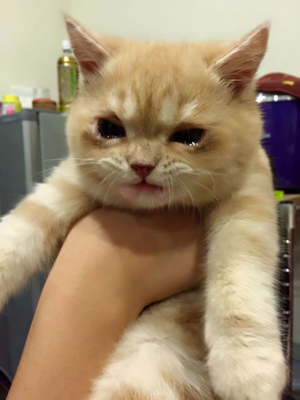 猫咪会哭吗?猫咪哭的原因是什么?(图1)