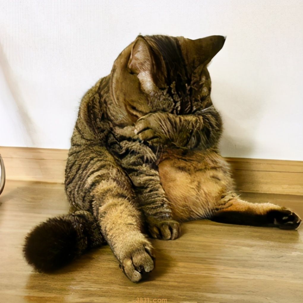 猫咪会哭吗?猫咪哭的原因是什么?(图2)