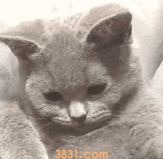 猫咪会哭吗?猫咪哭的原因是什么?(图4)