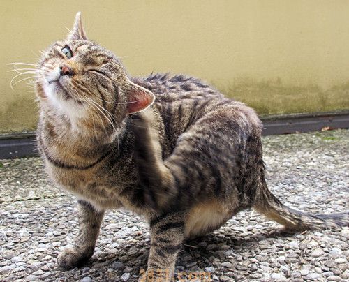 猫咪会哭吗?猫咪哭的原因是什么?(图5)