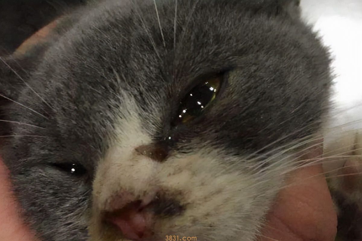 猫咪会哭吗?猫咪哭的原因是什么?(图6)