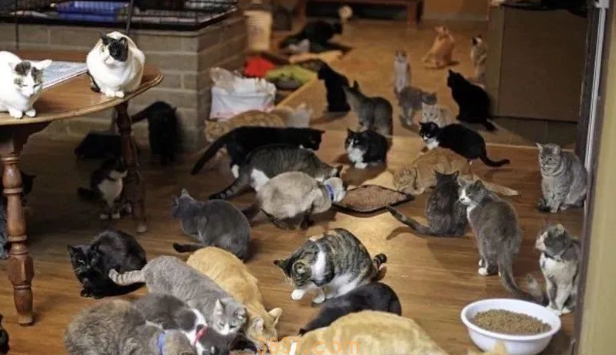美国富婆变卖家产飞机,收养上千只流浪猫(图2)
