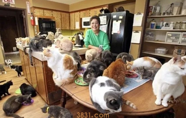 美国富婆变卖家产飞机,收养上千只流浪猫(图1)