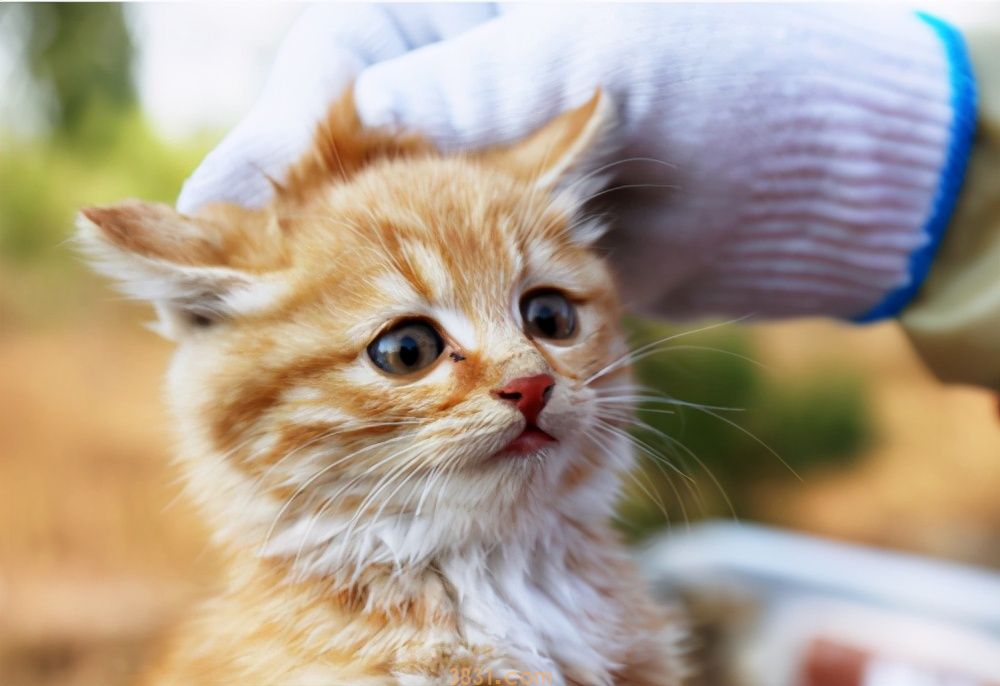 买猫时候要注意什么?怎么挑选健康的猫咪?(图1)