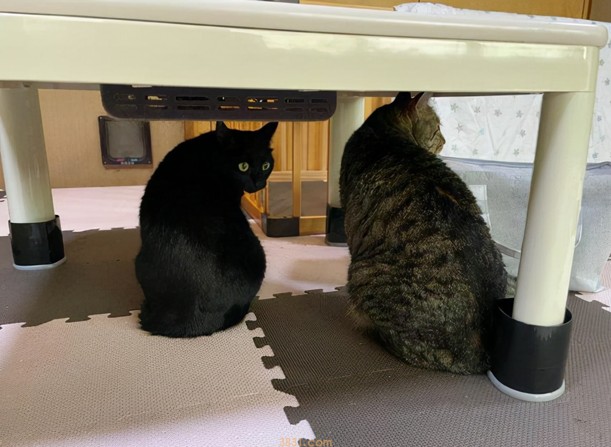 猫咪最怕的五样东西,终于找到了!(图1)