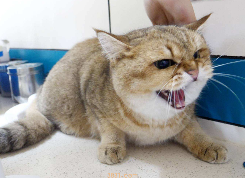 猫咪最怕的五样东西,终于找到了!(图2)