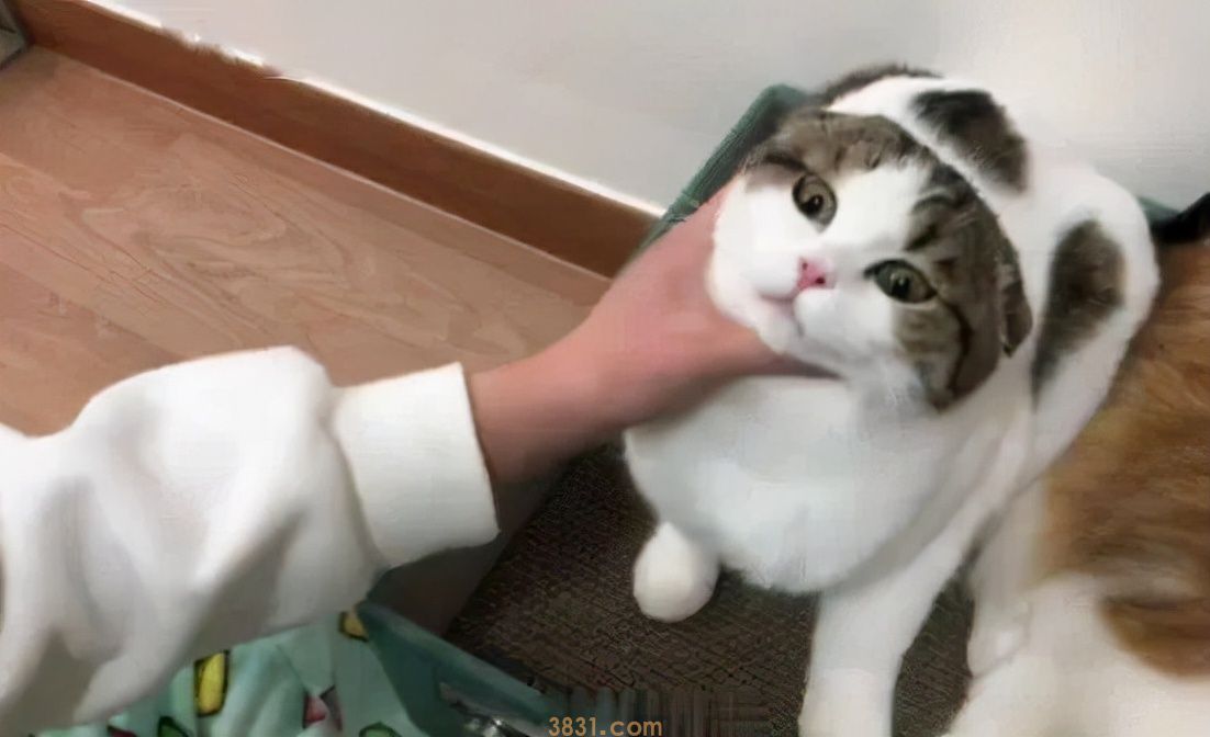 猫咪最怕的五样东西,终于找到了!(图3)