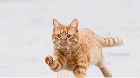 猫咪初次来海边时,被海风吹乱了毛发(图1)