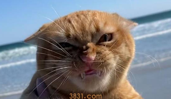 猫咪初次来海边时,被海风吹乱了毛发(图2)
