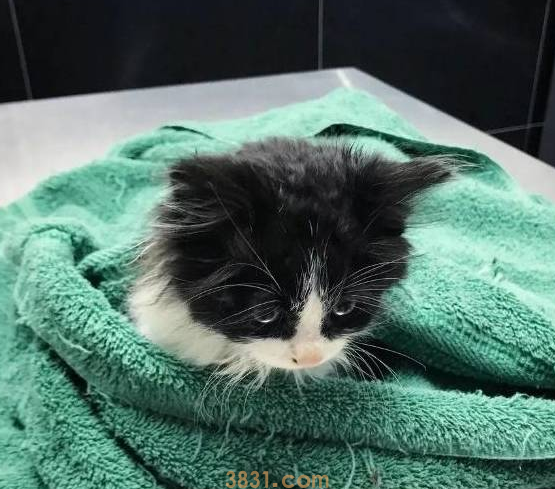 两只被遗弃在路边的流浪小奶猫,命中注定成了难兄难弟(图1)