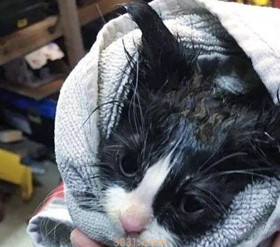 两只被遗弃在路边的流浪小奶猫,命中注定成了难兄难弟(图2)