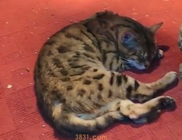 景区回应园内网纹蟒变“网纹猫”:蛇在冬眠、放的是流浪猫(图1)