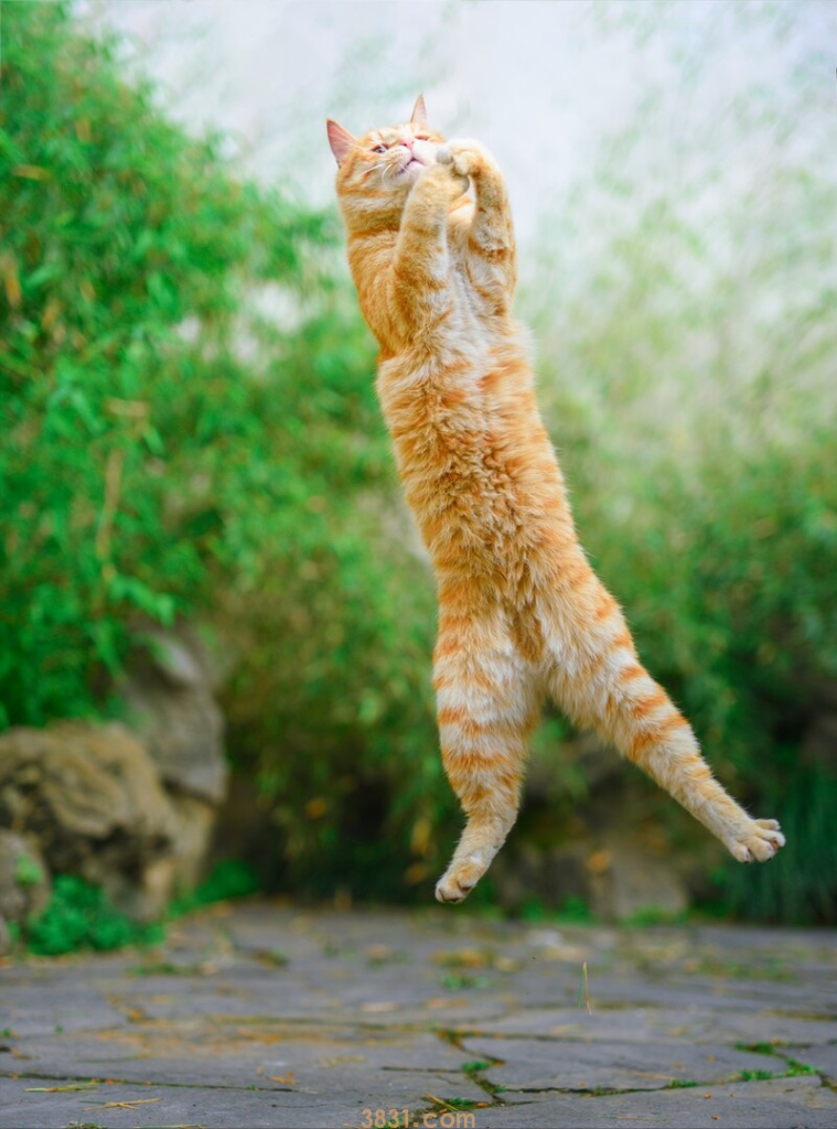 这几种猫比狗还忠诚,养了就赚到了(图5)