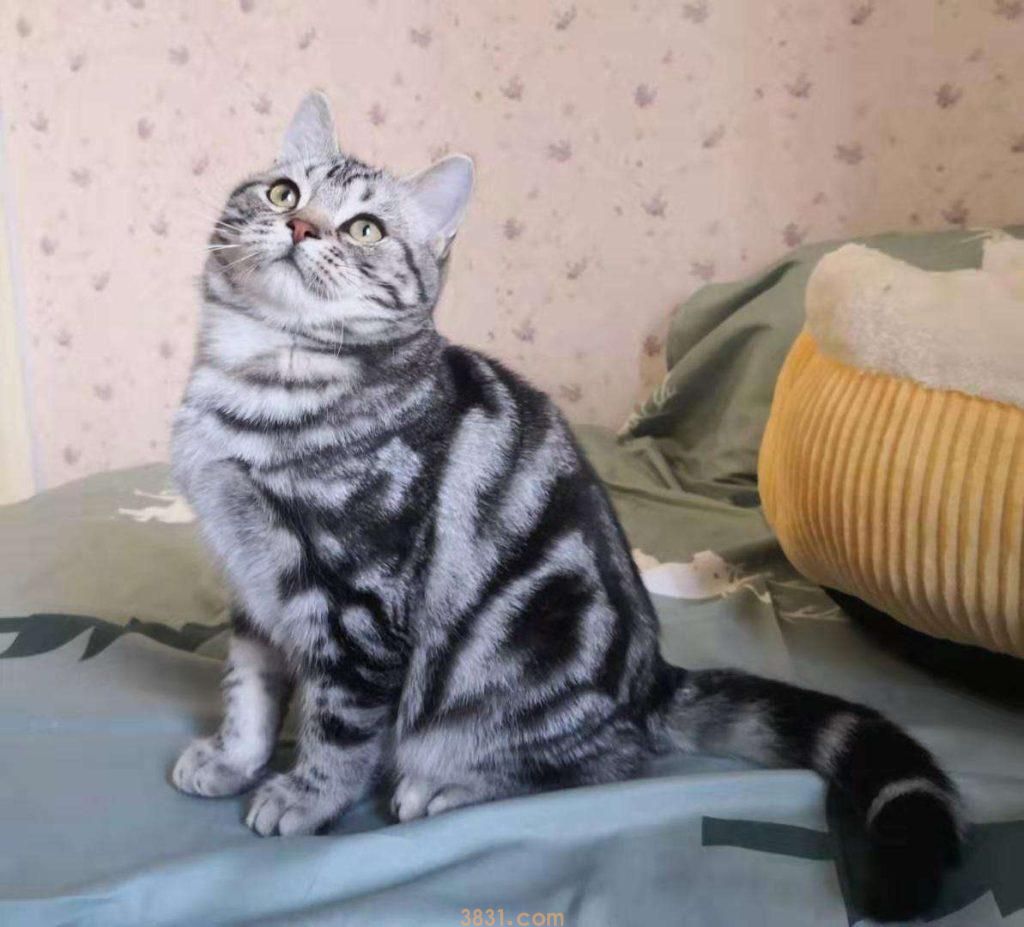 这几种猫比狗还忠诚,养了就赚到了(图11)