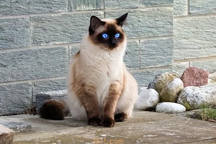 这几种猫比狗还忠诚,养了就赚到了(图13)