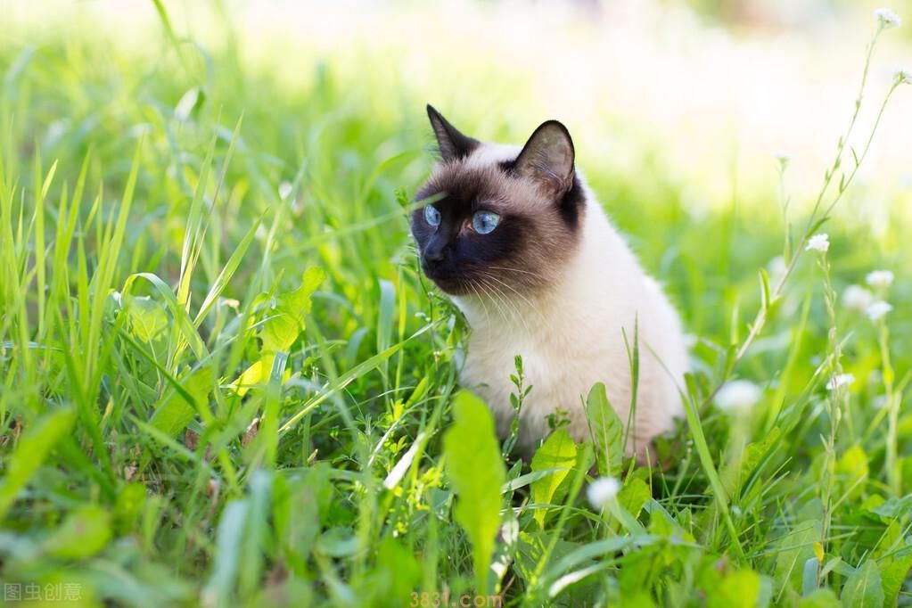 暹罗猫价格便宜,但为什么还是没有美短英短受欢迎?(图2)