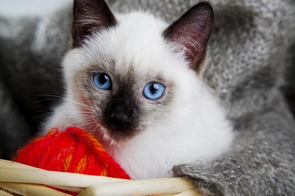 暹罗猫价格便宜,但为什么还是没有美短英短受欢迎?(图4)