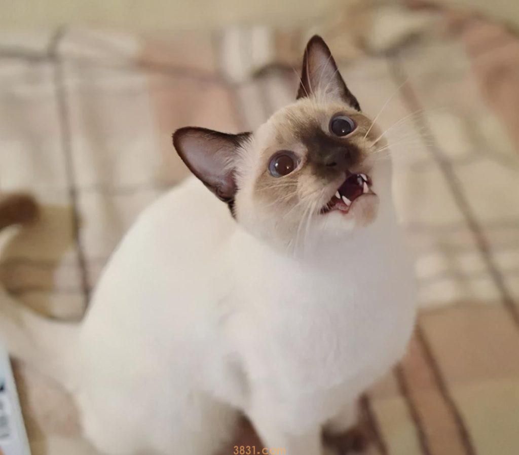 暹罗猫价格便宜,但为什么还是没有美短英短受欢迎?(图5)