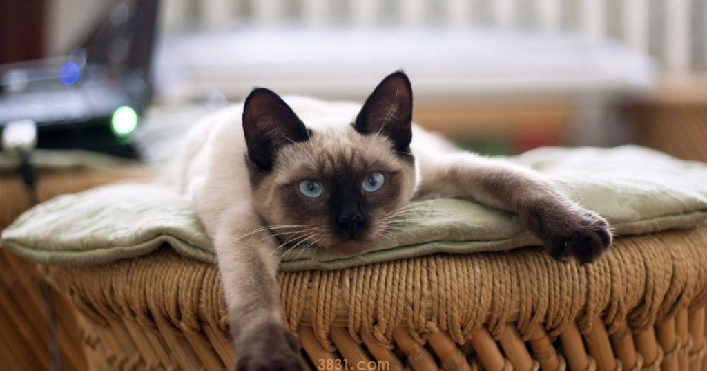 暹罗猫价格便宜,但为什么还是没有美短英短受欢迎?(图6)