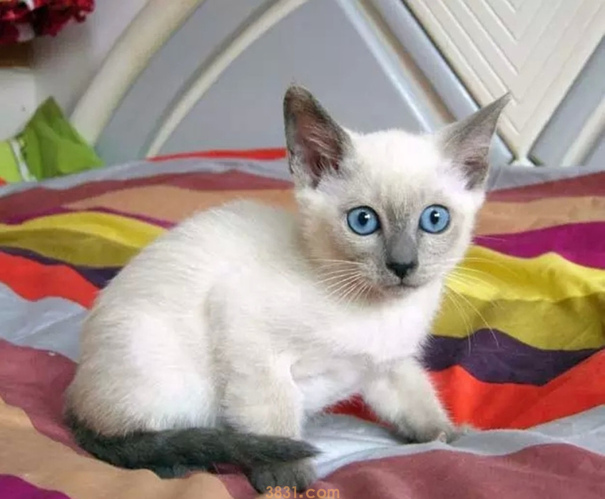 暹罗猫价格便宜,但为什么还是没有美短英短受欢迎?(图7)