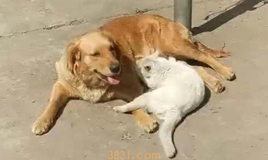 金毛身旁躺着只白猫,还以为是在入睡,靠近看后:脸面还挺厚(图1)