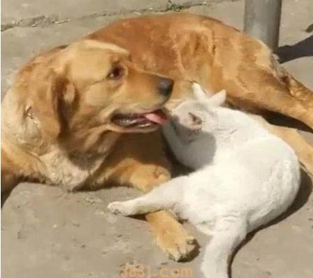 金毛身旁躺着只白猫,还以为是在入睡,靠近看后:脸面还挺厚(图2)