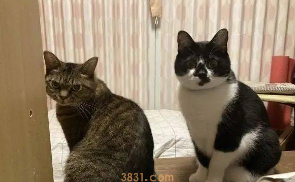 猫主子站空碗前催放饭,奴才叹:不要刚吃完就给我失忆啊!(图3)