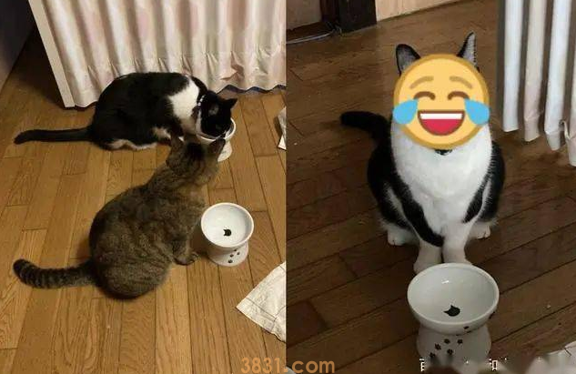猫主子站空碗前催放饭,奴才叹:不要刚吃完就给我失忆啊!(图1)