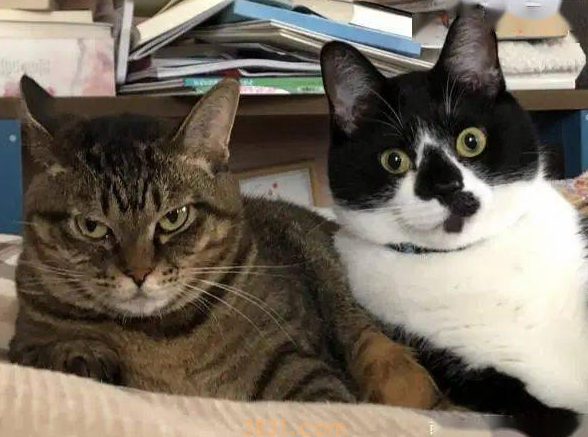 猫主子站空碗前催放饭,奴才叹:不要刚吃完就给我失忆啊!(图2)