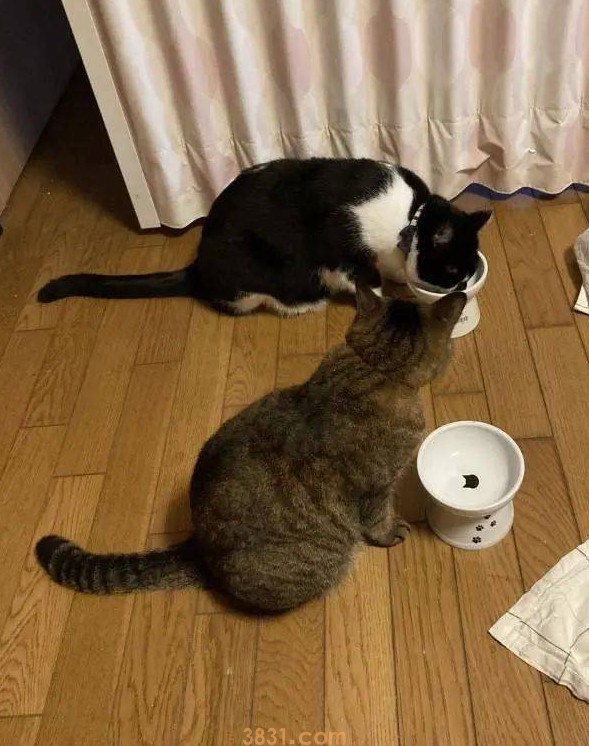 猫主子站空碗前催放饭,奴才叹:不要刚吃完就给我失忆啊!(图4)