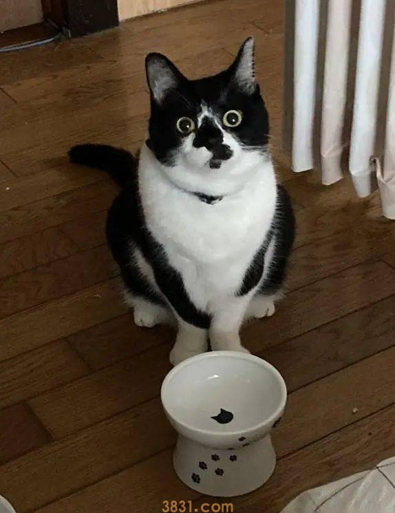 猫主子站空碗前催放饭,奴才叹:不要刚吃完就给我失忆啊!(图5)