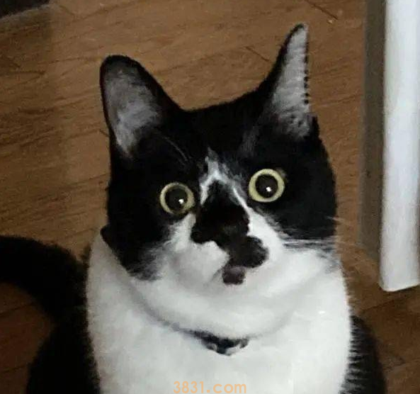 猫主子站空碗前催放饭,奴才叹:不要刚吃完就给我失忆啊!(图6)